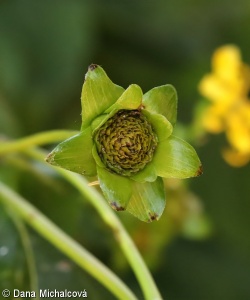 Silphium perfoliatum – mužák prorostlý