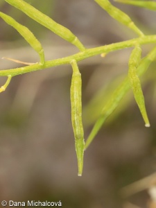 Sinapis arvensis – hořčice polní