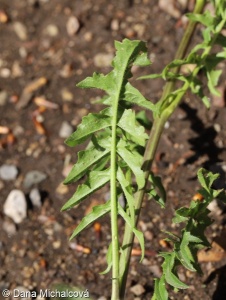 Sisymbrium austriacum subsp. austriacum – hulevník rakouský pravý