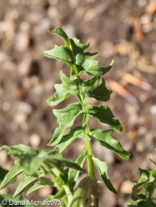Sisymbrium austriacum subsp. austriacum – hulevník rakouský pravý
