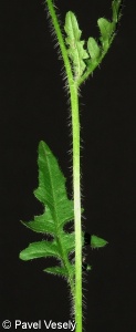 Sisymbrium loeselii – hulevník Loeselův