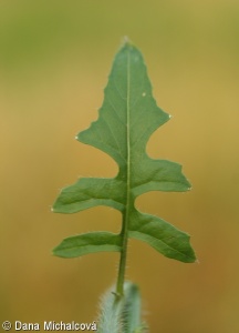 Sisymbrium loeselii – hulevník Loeselův