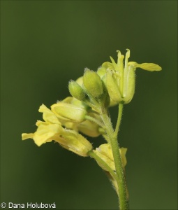 Sisymbrium orientale