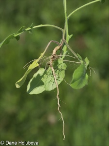 Sisymbrium orientale