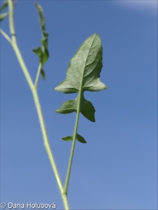 Sisymbrium orientale