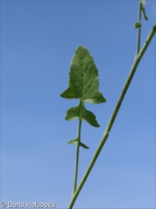 Sisymbrium orientale