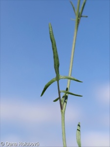 Sisymbrium orientale