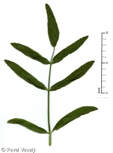 Sium latifolium – sevlák potoční