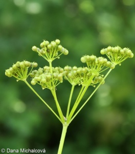 Smyrnium perfoliatum – tromín prorostlý