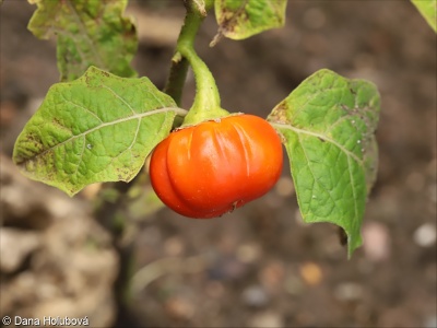 Solanum aethiopicum