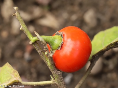 Solanum aethiopicum