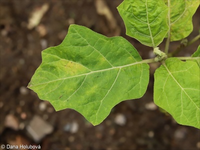 Solanum aethiopicum