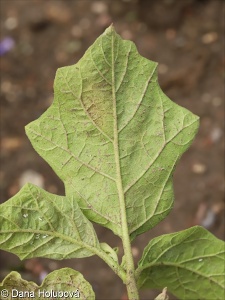 Solanum aethiopicum