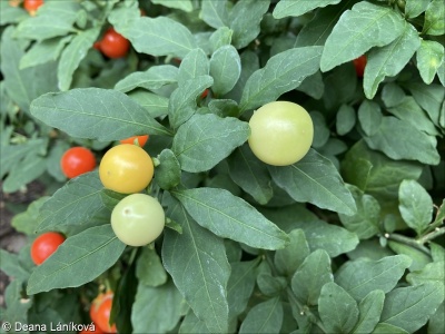 Solanum capsicastrum – lilek ozdobný