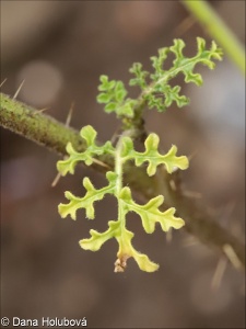 Solanum citrullifolium