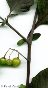 Solanum decipiens – lilek vlnatý
