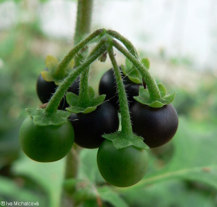 Solanum decipiens – lilek vlnatý
