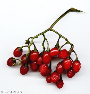 Solanum dulcamara – lilek potměchuť