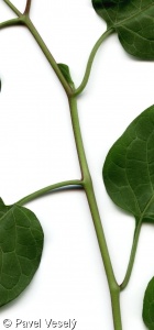 Solanum dulcamara – lilek potměchuť