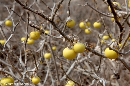 Solanum linnaeanum – lilek sodomský, lilek ostnatý