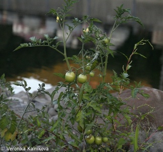 Solanum lycopersicum – lilek rajče, rajče jedlé