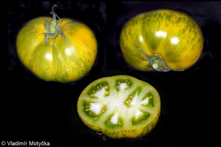 Solanum lycopersicum – lilek rajče, rajče jedlé