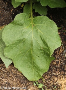 Solanum melongena – lilek vejcoplodý