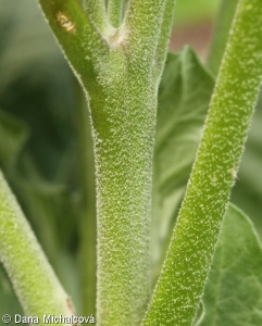 Solanum melongena – lilek vejcoplodý