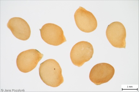 Solanum nigrum agg. – okruh lilku černého