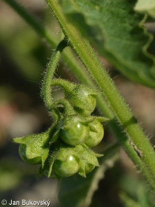 Solanum physalifolium – lilek leskloplodý
