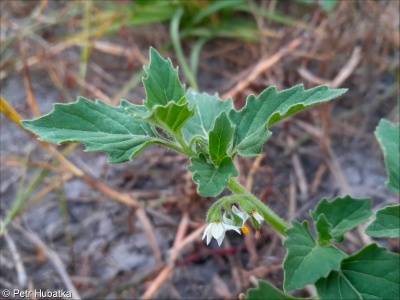 Solanum physalifolium – lilek leskloplodý