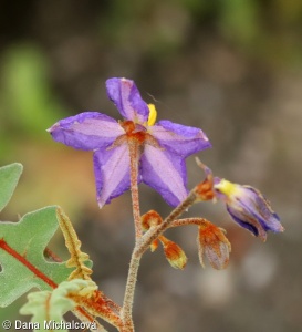 Solanum pyracanthos – lilek nádherný