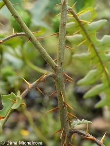 Solanum pyracanthos