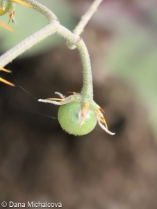 Solanum pyracanthos