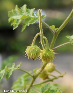 Solanum sisymbriifolium – lilek hulevníkolistý