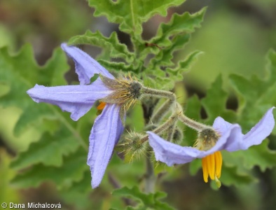 Solanum sisymbriifolium – lilek hulevníkolistý