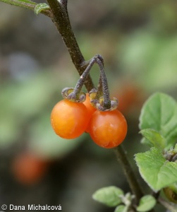 Solanum villosum – lilek žlutý