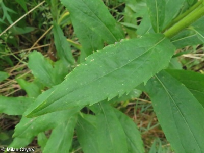 Solidago canadensis – zlatobýl kanadský