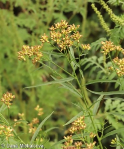 Solidago graminifolia – zlatobýl trávolistý