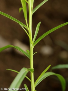 Solidago graminifolia – zlatobýl trávolistý
