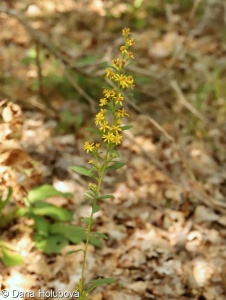 Solidago virgaurea subsp. virgaurea – zlatobýl obecný pravý