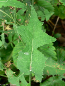 Sonchus oleraceus – mléč zelinný
