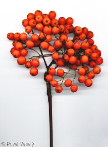 Sorbus aucuparia – jeřáb ptačí