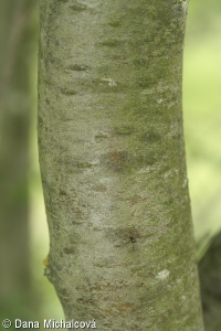 Sorbus aucuparia – jeřáb ptačí