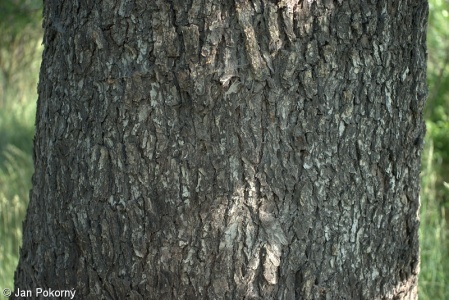 Sorbus domestica – jeřáb oskeruše, oskeruše