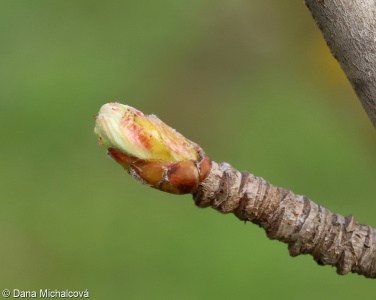 Sorbus domestica – jeřáb oskeruše, oskeruše