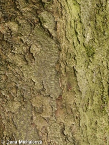 Sorbus intermedia – jeřáb prostřední