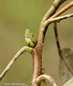Sorbus latifolia – jeřáb širokolistý