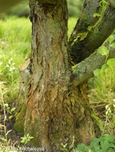 Sorbus mougeotii – jeřáb Mougeotův