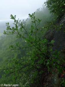 Sorbus hybrida agg. – okruh jeřábu zvrhlého